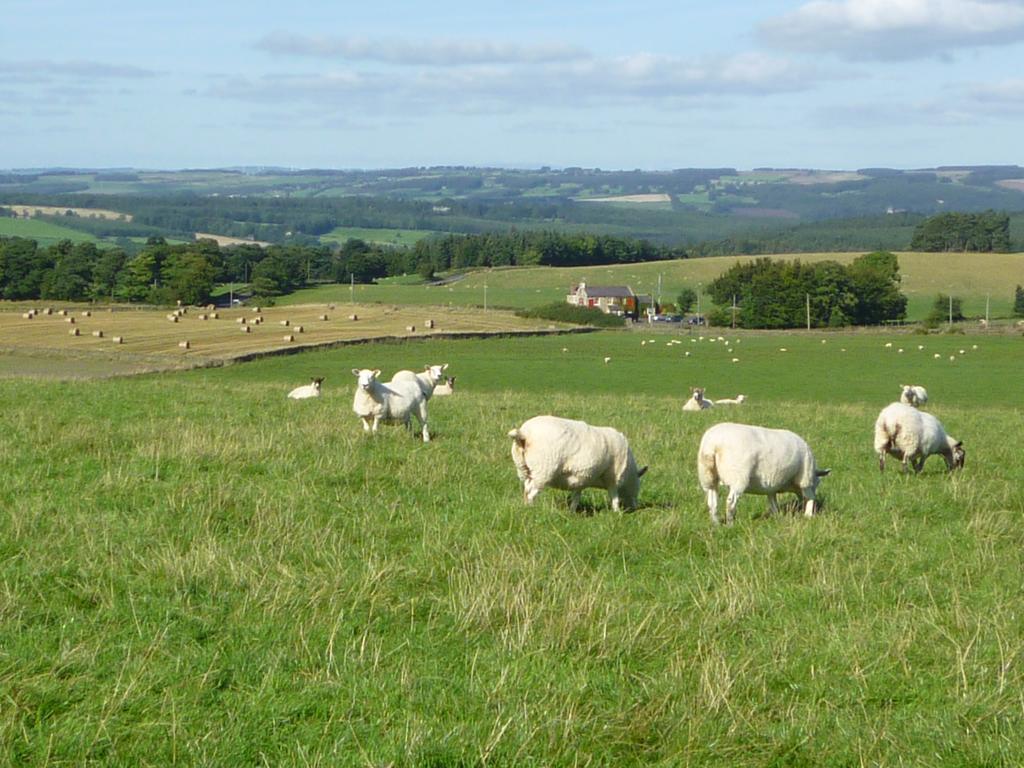 ヘクサム Rye Hill Farm Bed & Breakfast エクステリア 写真