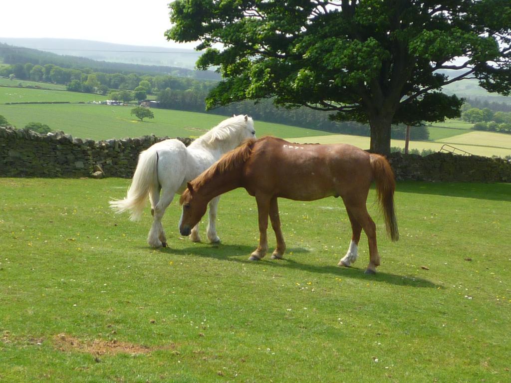 ヘクサム Rye Hill Farm Bed & Breakfast エクステリア 写真